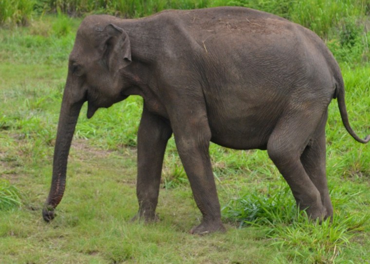 Habarana Hurulu_Eco Park_Sri Lanka_elephant safari_10