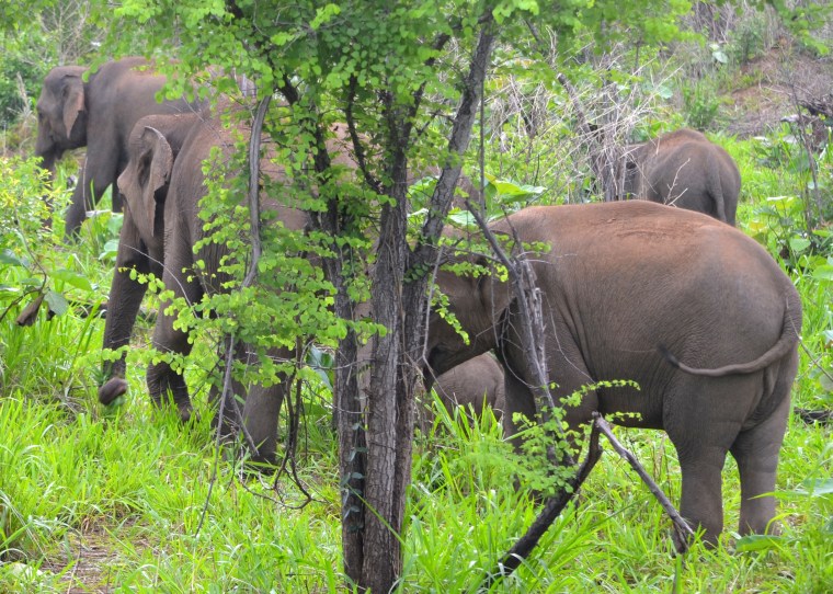 Habarana Hurulu_Eco Park_Sri Lanka_elephant safari_12