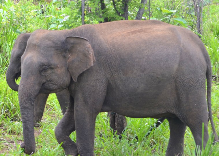 Habarana Hurulu_Eco Park_Sri Lanka_elephant safari_15