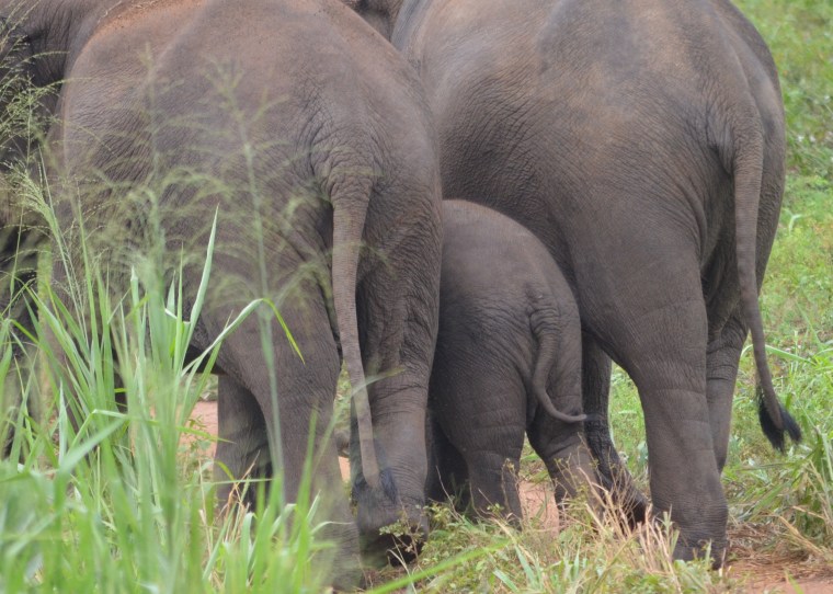 Habarana Hurulu_Eco Park_Sri Lanka_elephant safari_16.jpg