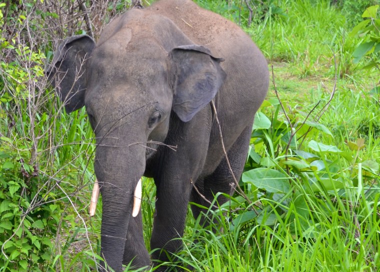 Habarana Hurulu_Eco Park_Sri Lanka_elephant safari_17.JPG