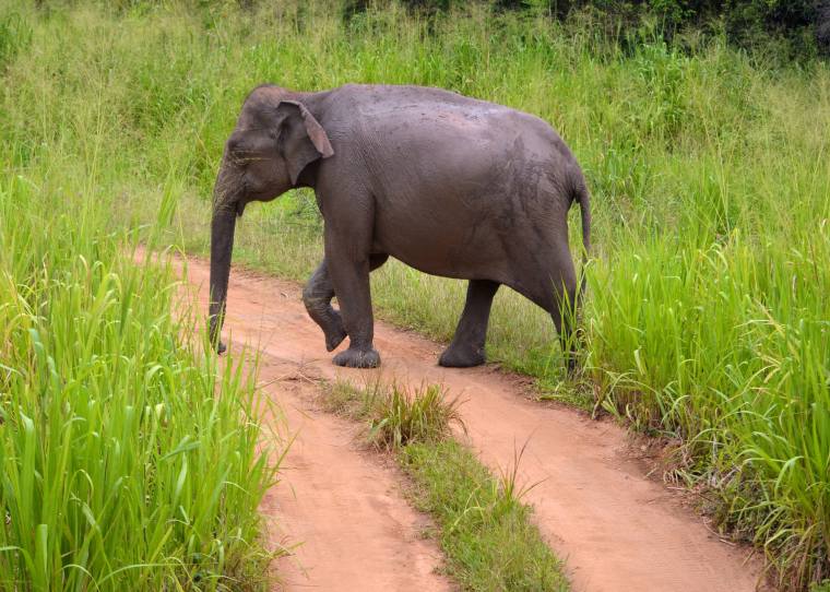 Habarana Hurulu_Eco Park_Sri Lanka_elephant safari_2