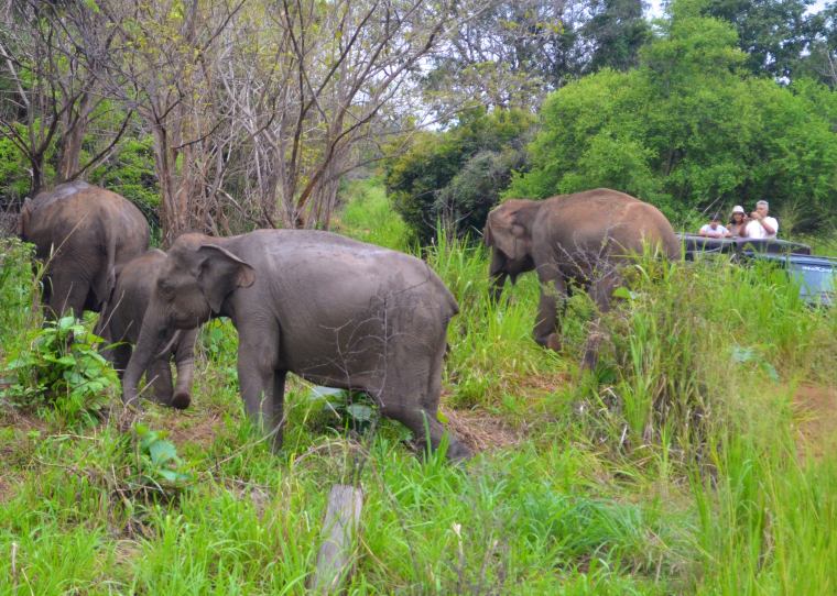Habarana Hurulu_Eco Park_Sri Lanka_elephant safari_4
