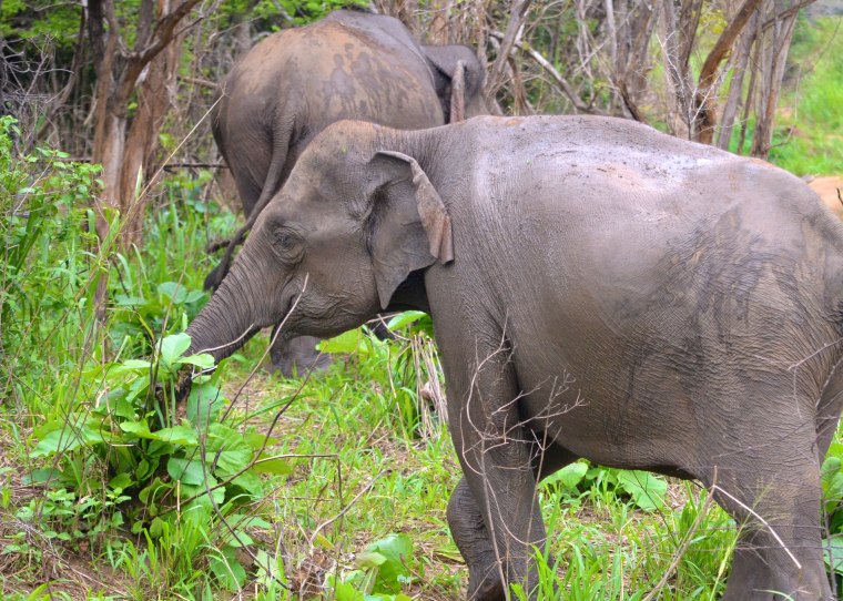 Habarana Hurulu_Eco Park_Sri Lanka_elephant safari_5.jpg