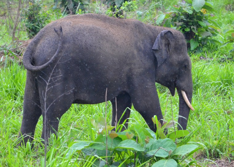 Habarana Hurulu_Eco Park_Sri Lanka_elephant safari_6.jpg