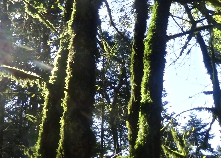 Pena Palace Park_Sintra_Portugal_1
