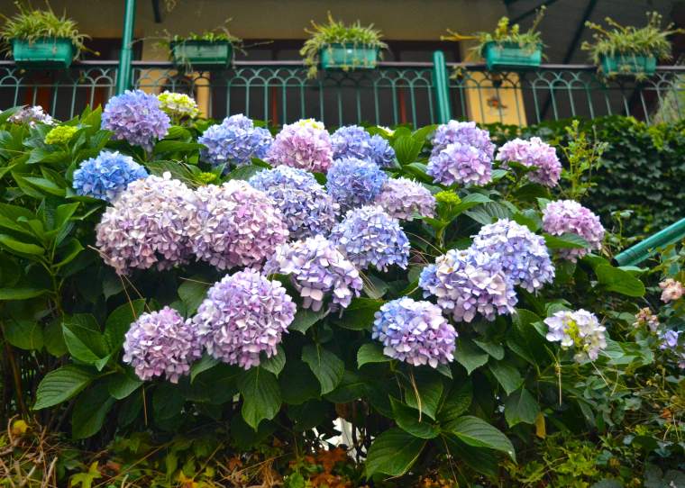 Garden_Seclude_Kasauli_3