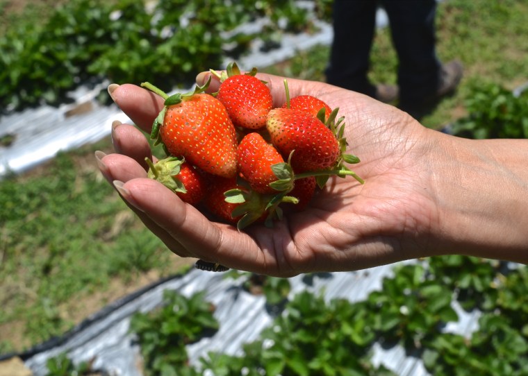 Strawberry farm_Taj Madikeri_Coorg