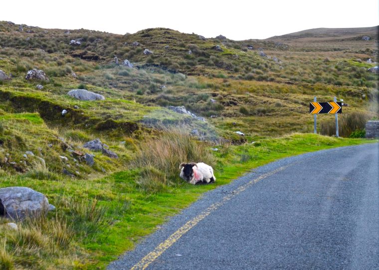Connemara_Ireland_sheep_1