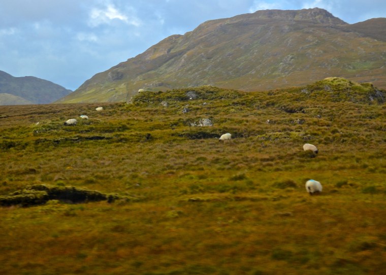 Connemara_Ireland_sheep_2