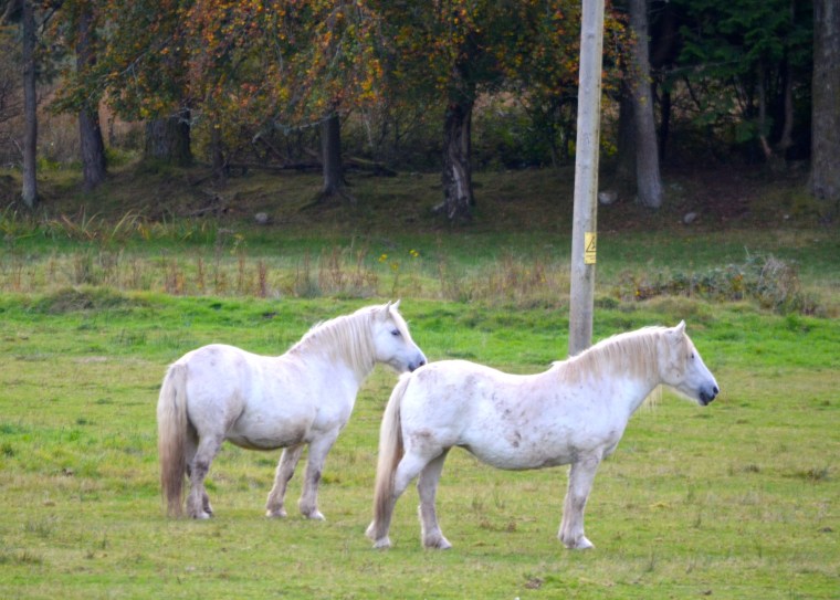 Isle of Skye_Connemara pony