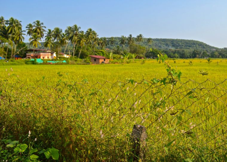 Goa_Rural Landscape_8
